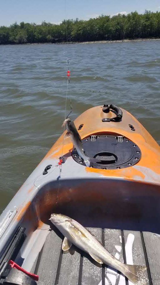 Kayak Fishing Drum and Catfish