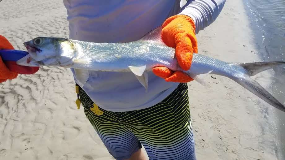 Ladyfish in New Smyrna