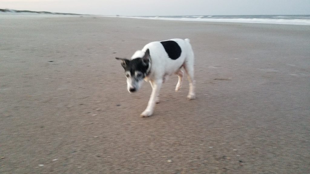 Jack on the Beach at Hanna Park